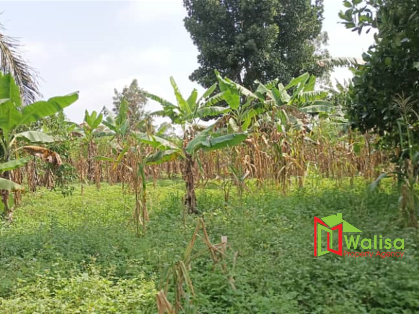 Agricultural Land for sale in Busiika Luweero