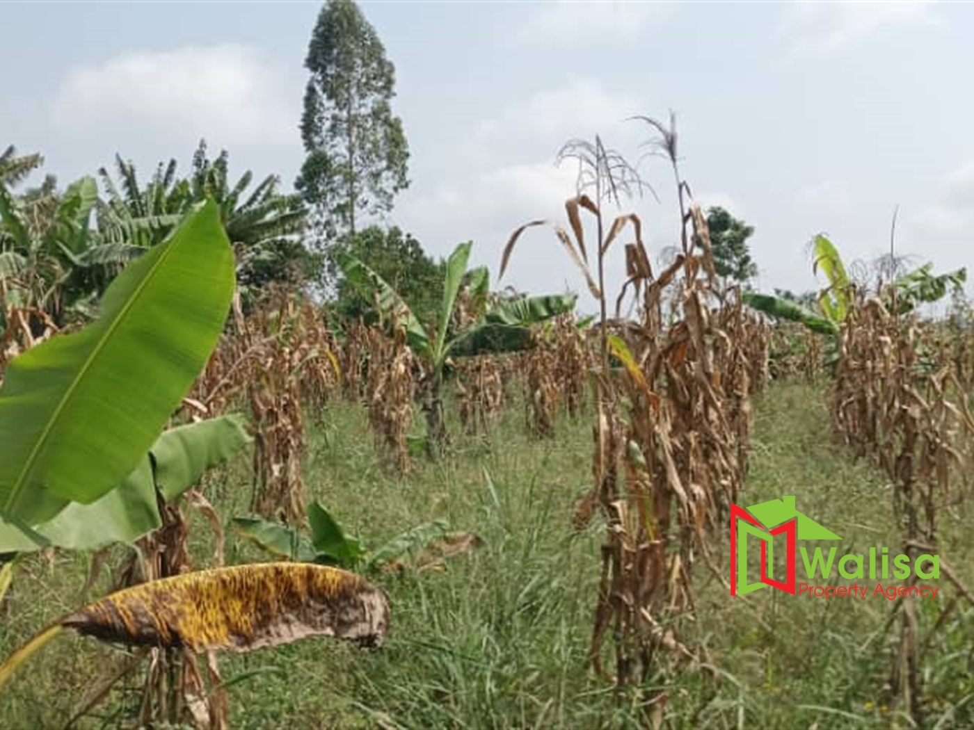 Agricultural Land for sale in Busiika Luweero