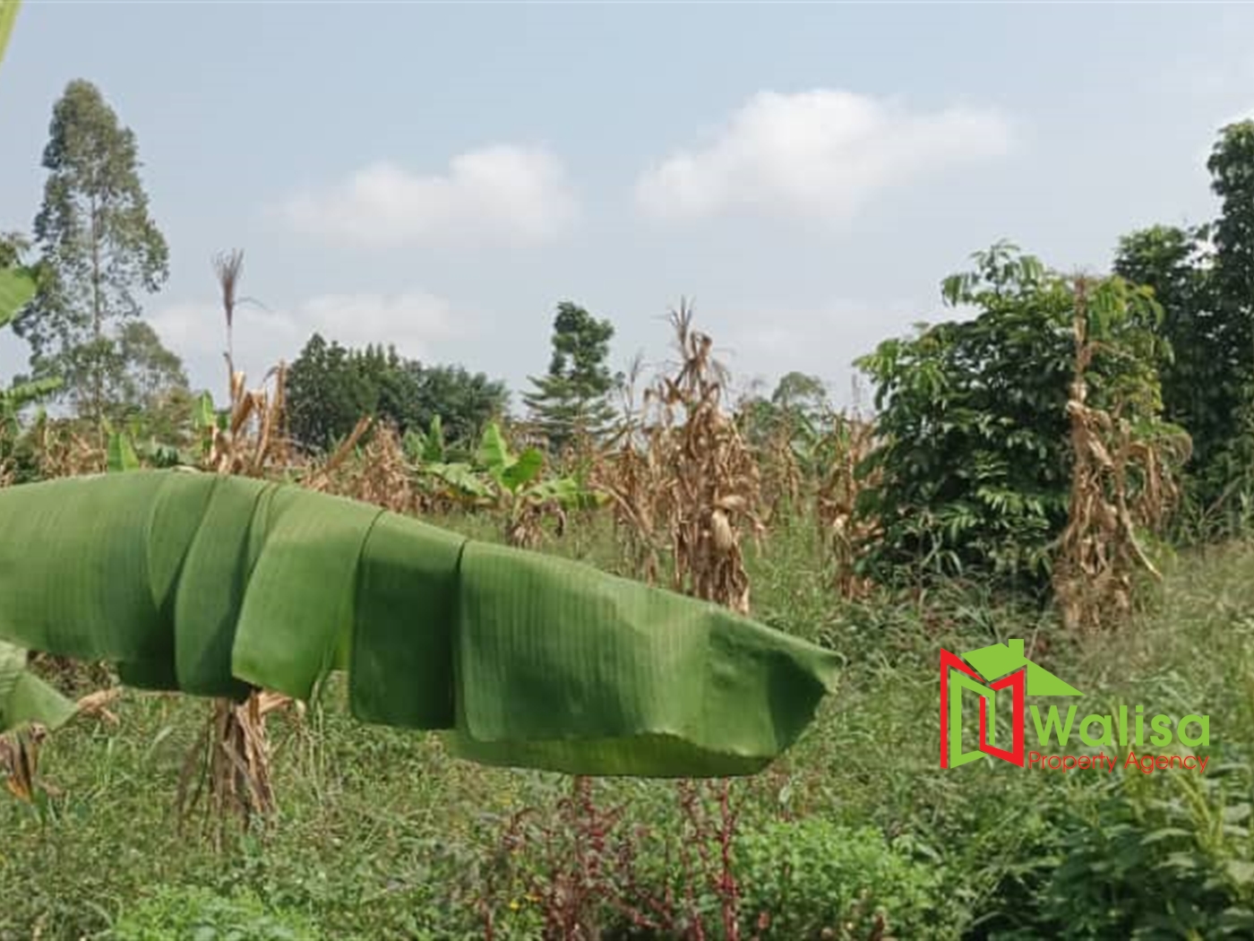 Agricultural Land for sale in Busiika Luweero