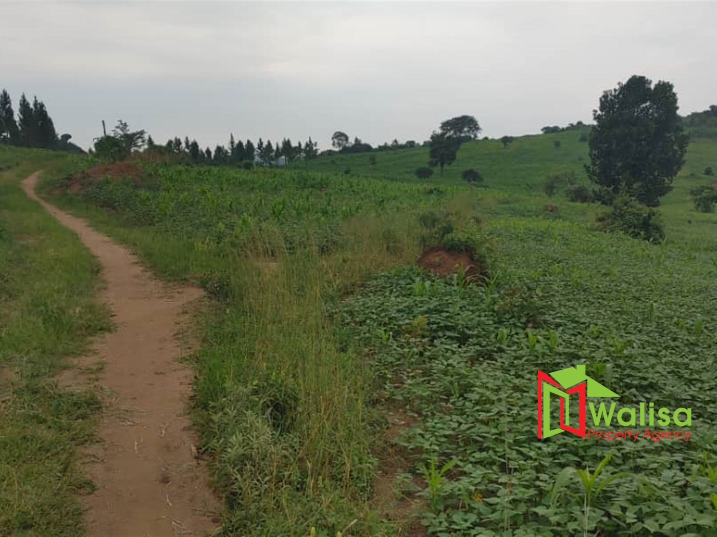 Multipurpose Land for sale in Bukomelo Kiboga