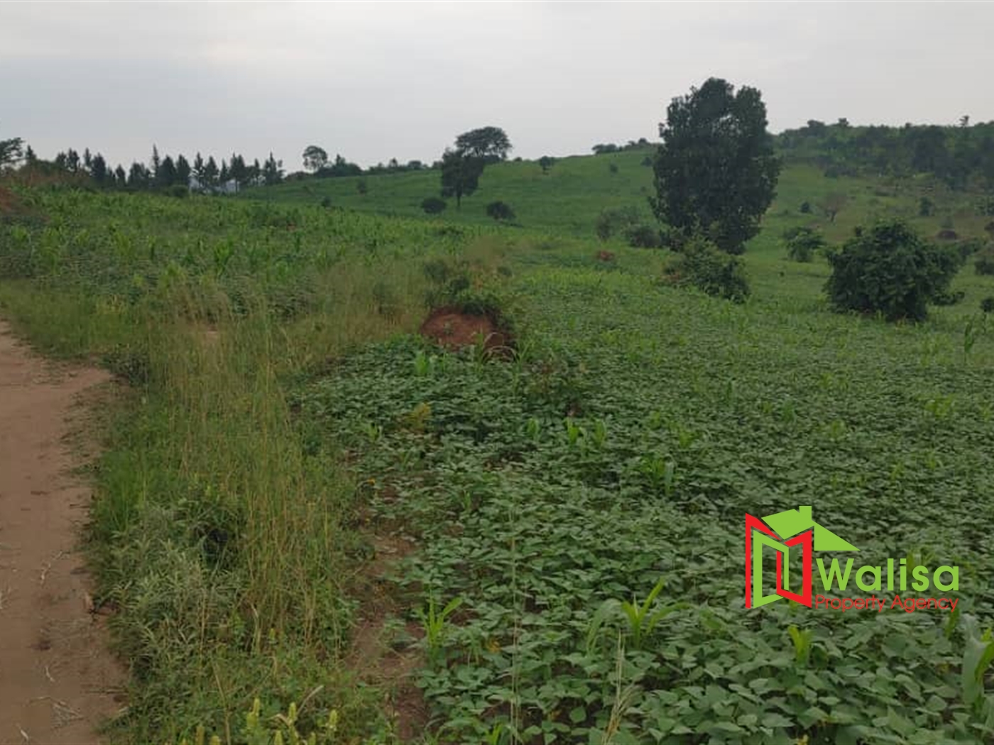 Multipurpose Land for sale in Bukomelo Kiboga