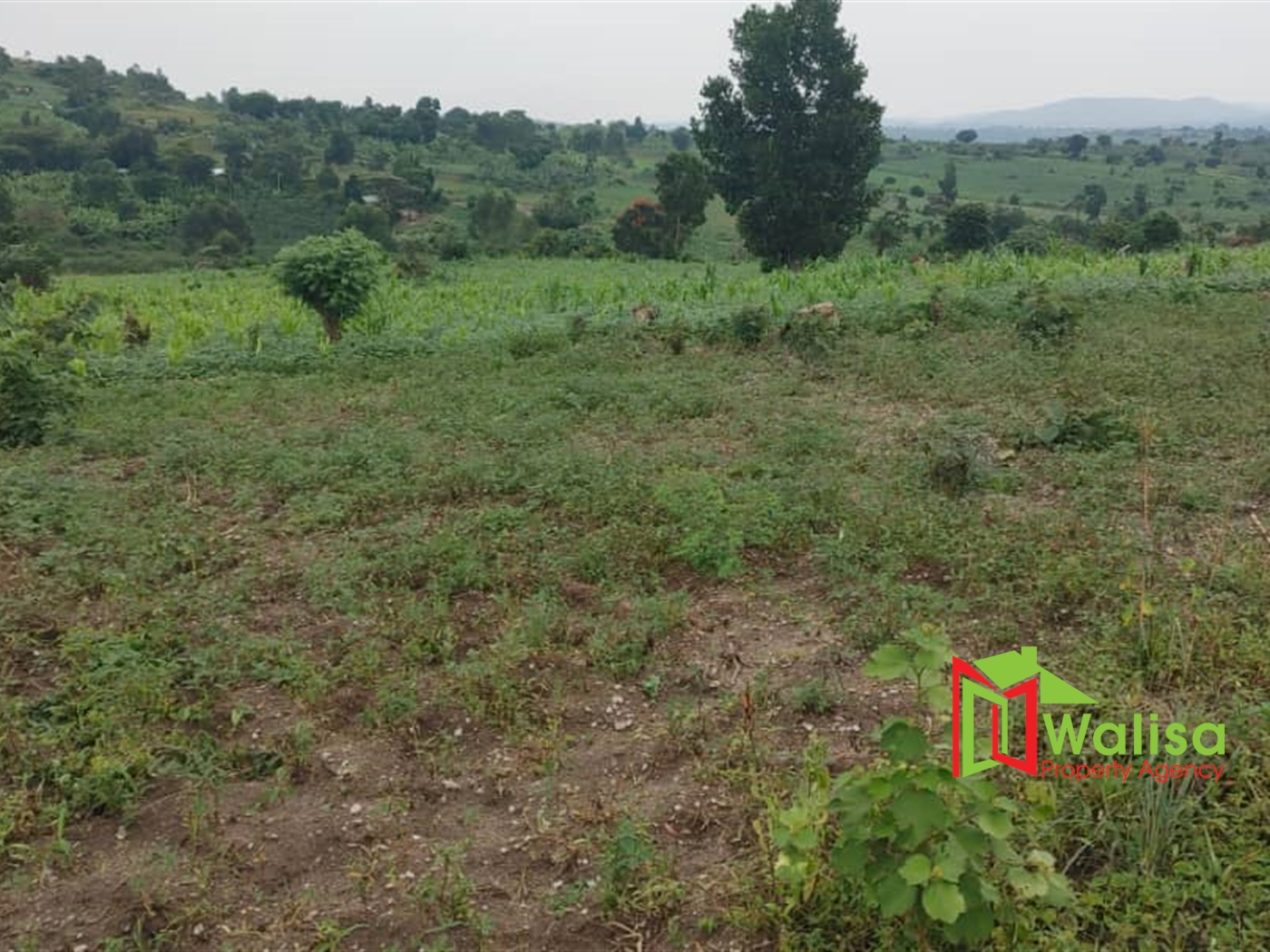 Multipurpose Land for sale in Bukomelo Kiboga