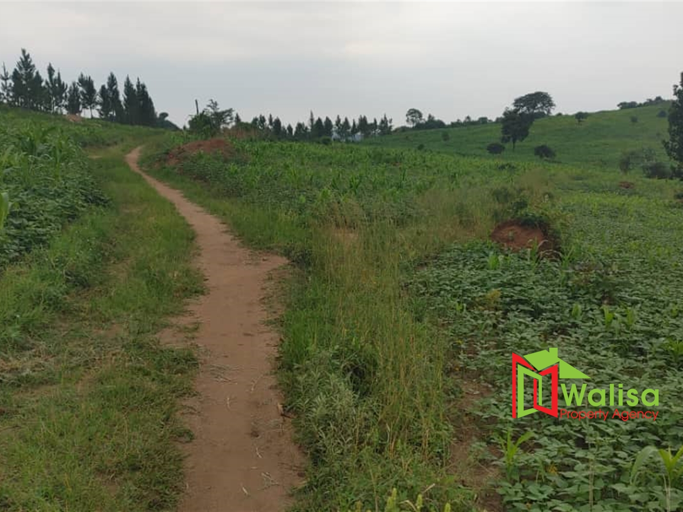 Multipurpose Land for sale in Bukomelo Kiboga