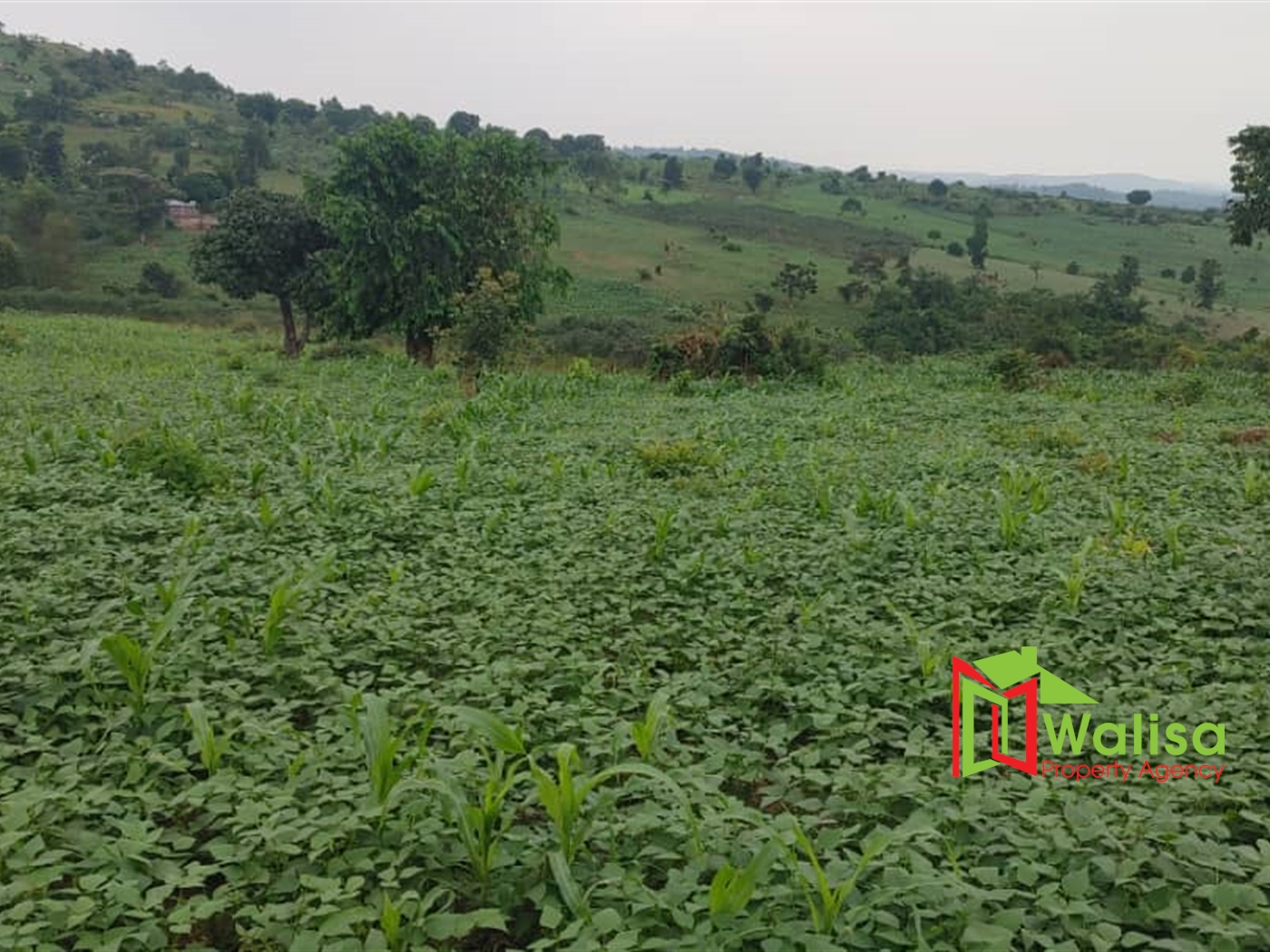 Multipurpose Land for sale in Bukomelo Kiboga