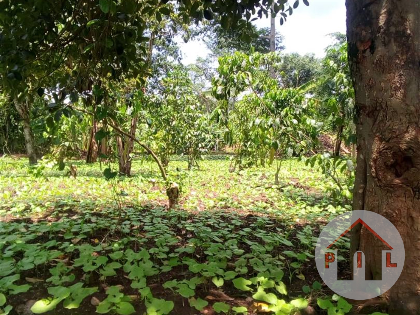 Agricultural Land for sale in Luweero Luweero