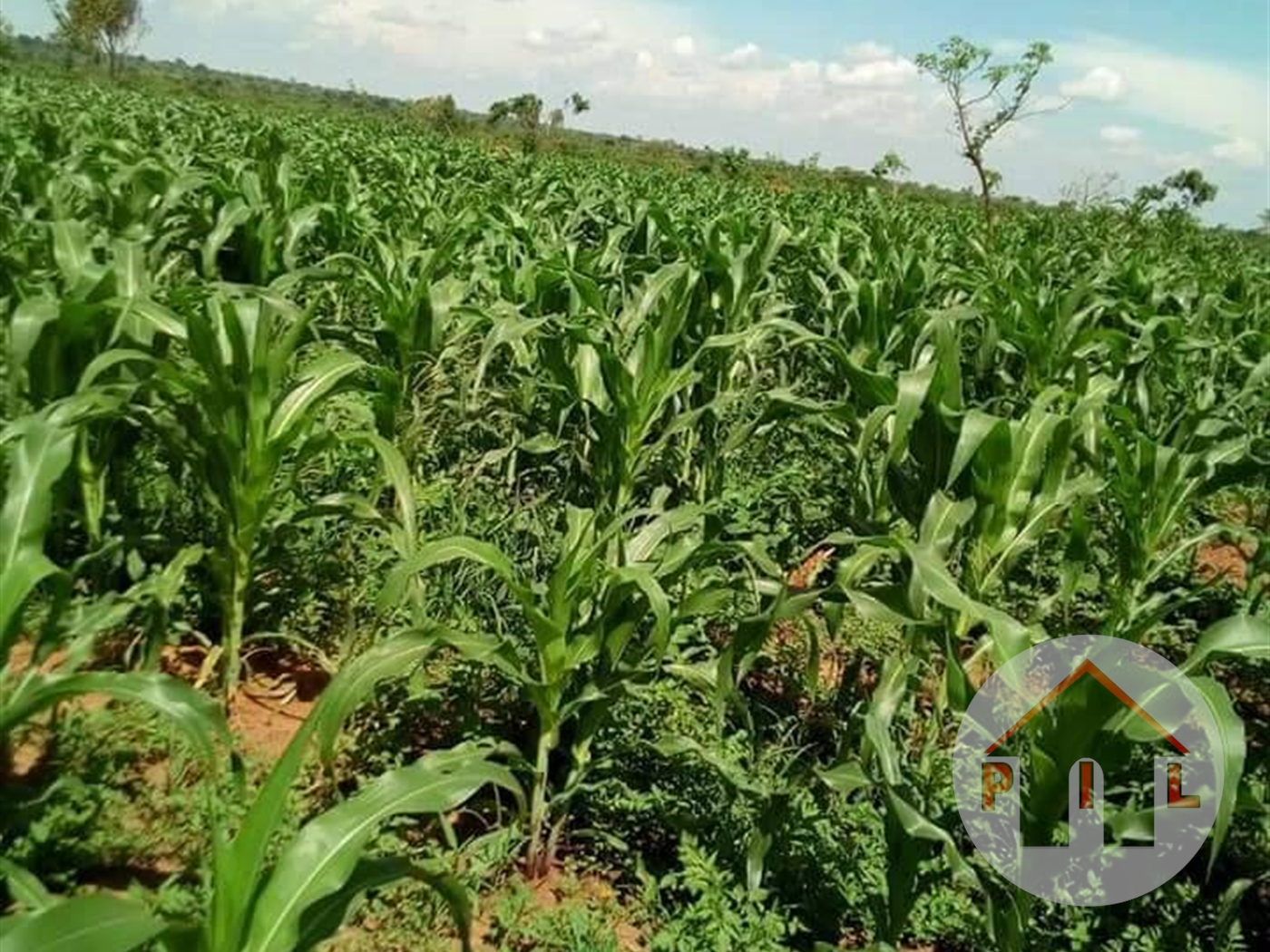 Agricultural Land for sale in Kayunga Kayunga