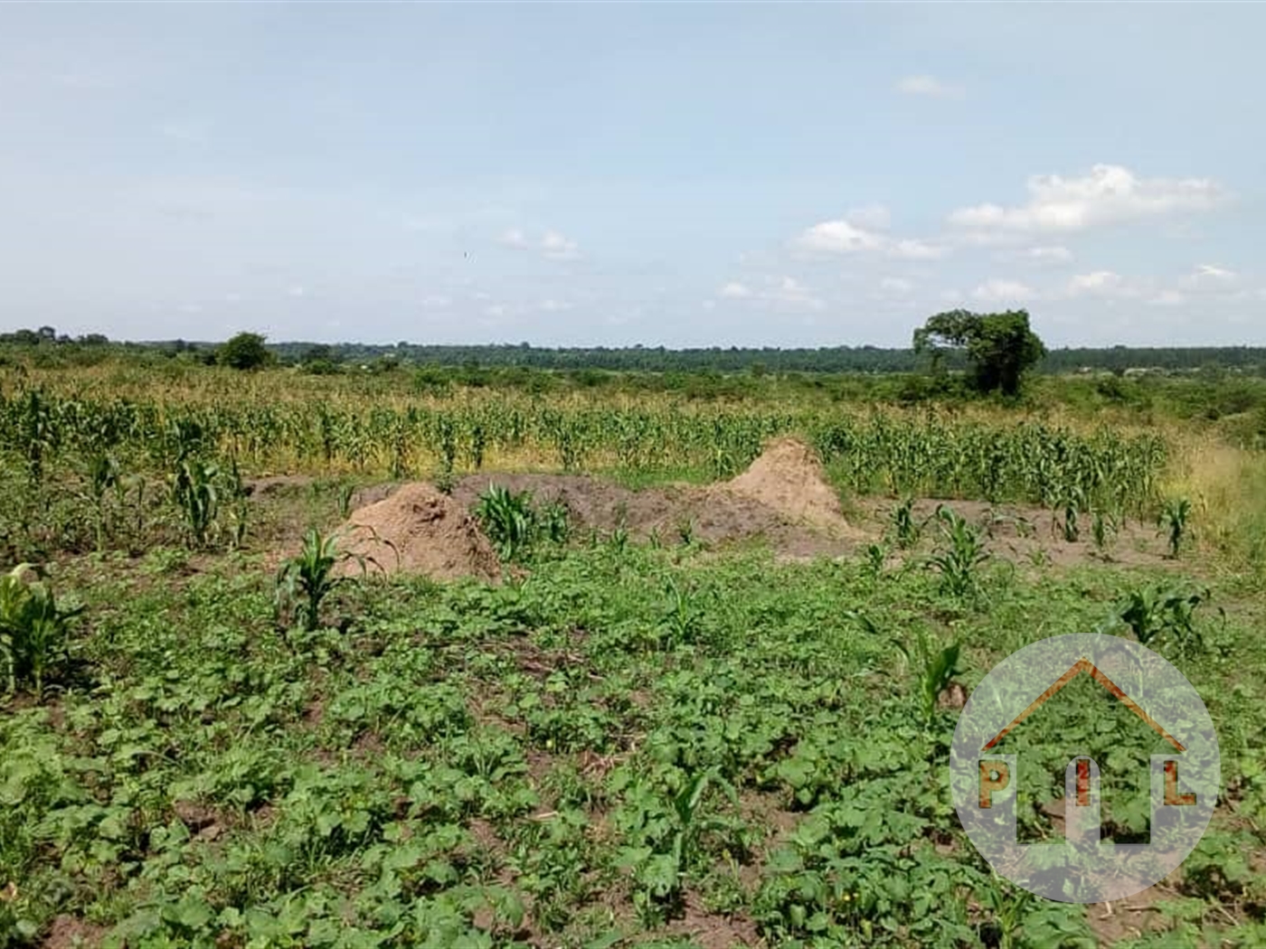 Agricultural Land for sale in Nakaseke Nakaseke