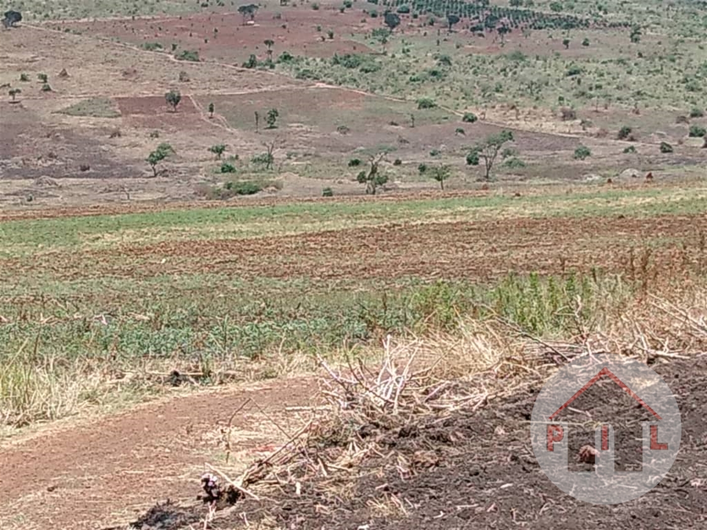 Agricultural Land for sale in Mityana Mityana