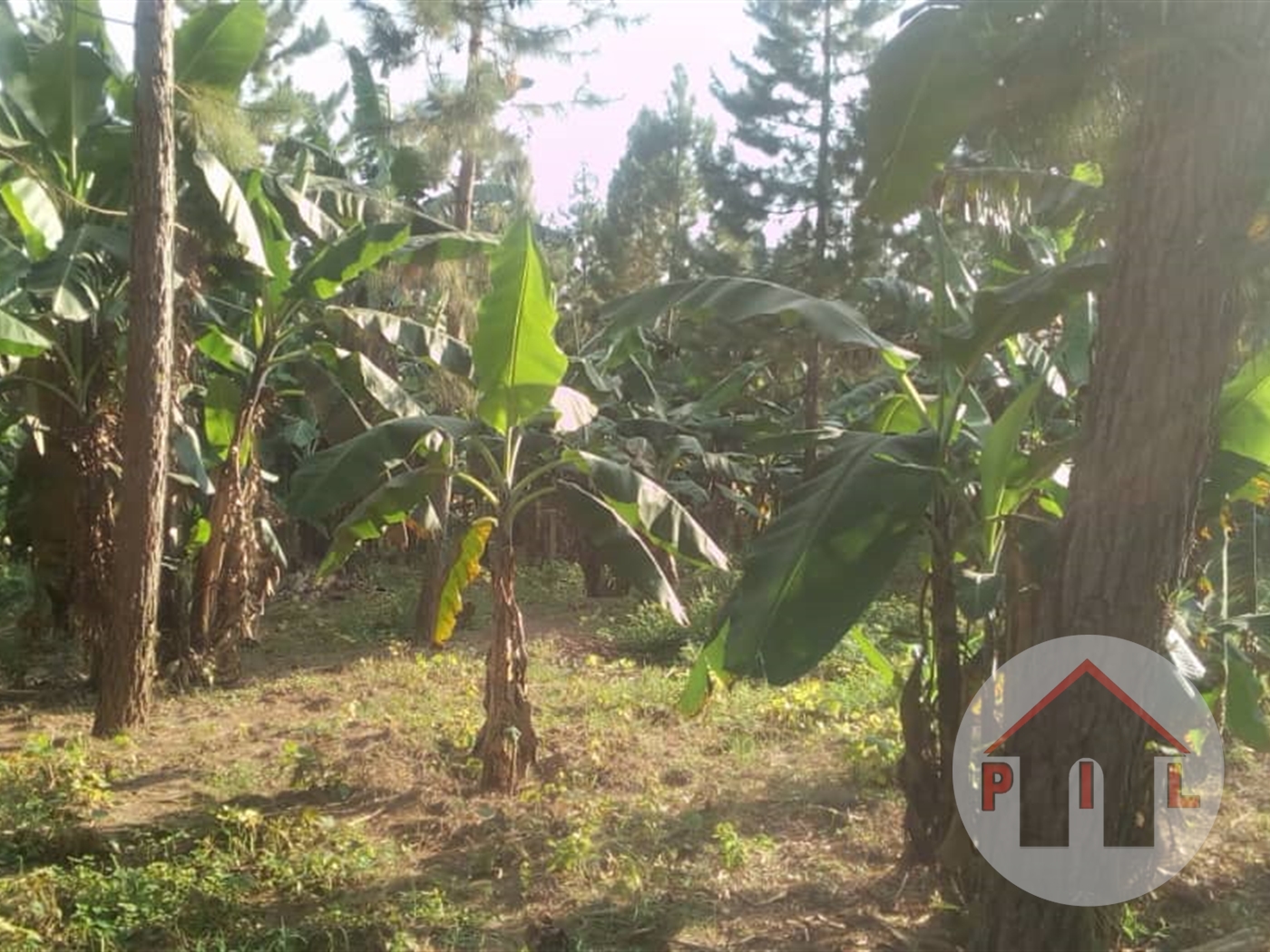 Agricultural Land for sale in Mityana Mityana