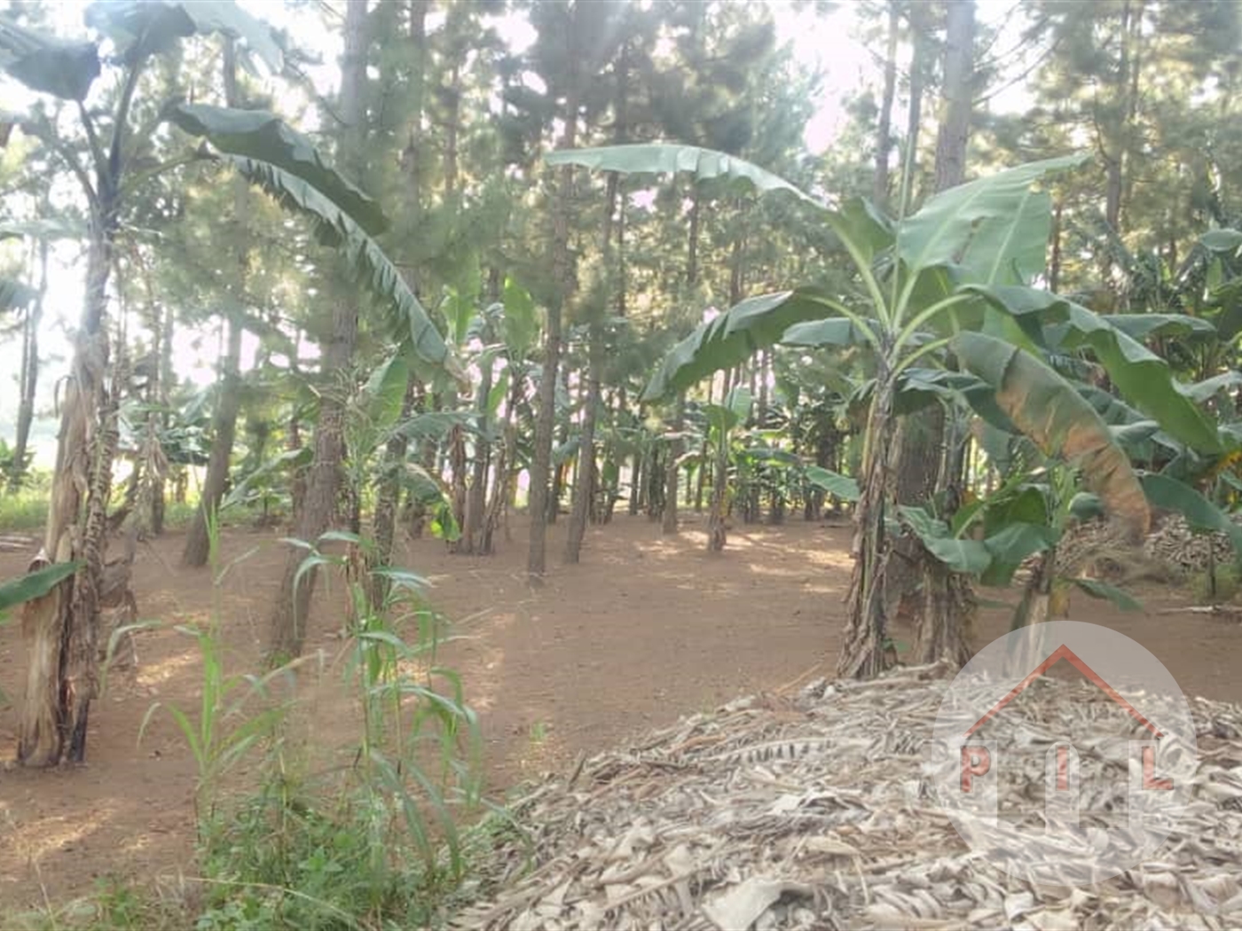 Agricultural Land for sale in Mityana Mityana