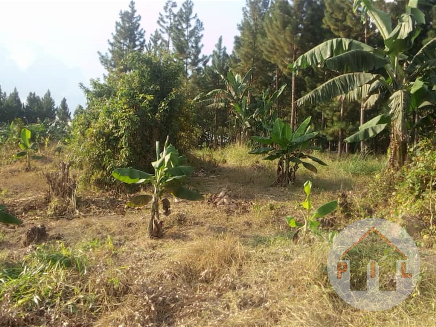 Agricultural Land for sale in Mityana Mityana