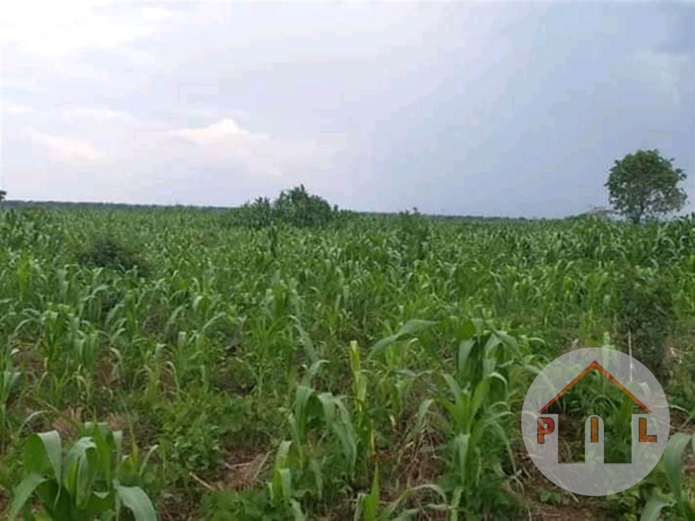 Agricultural Land for sale in Galilaya Kayunga