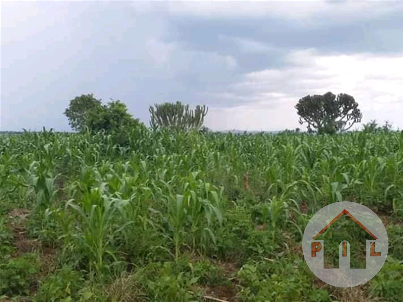 Agricultural Land for sale in Galilaya Kayunga