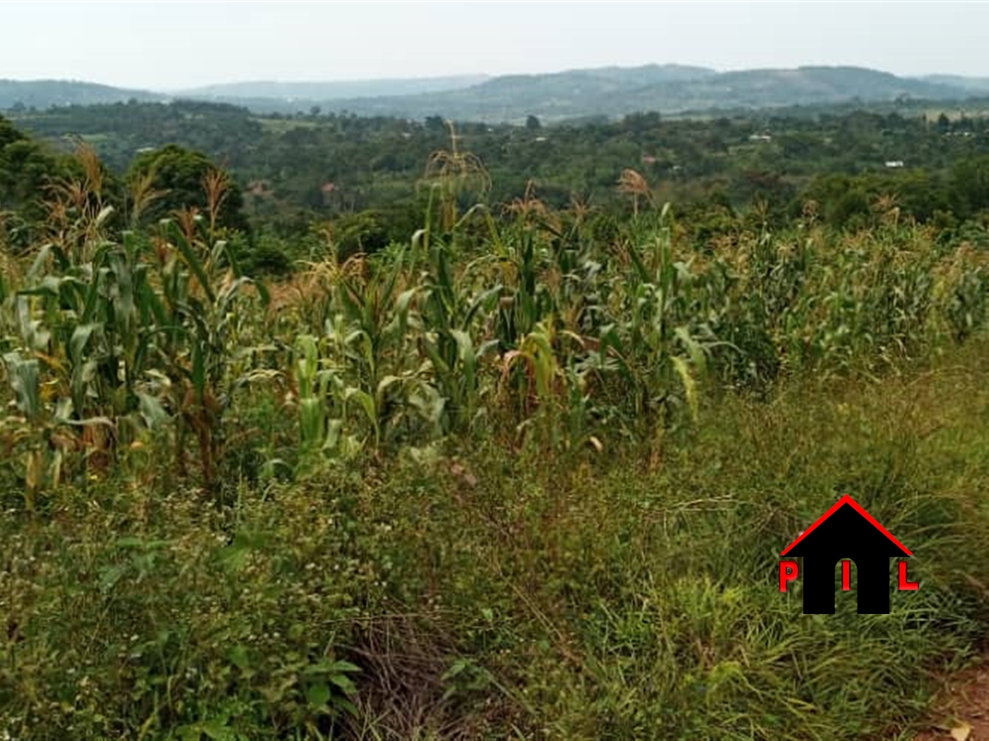 Agricultural Land for sale in Kisoga Kayunga