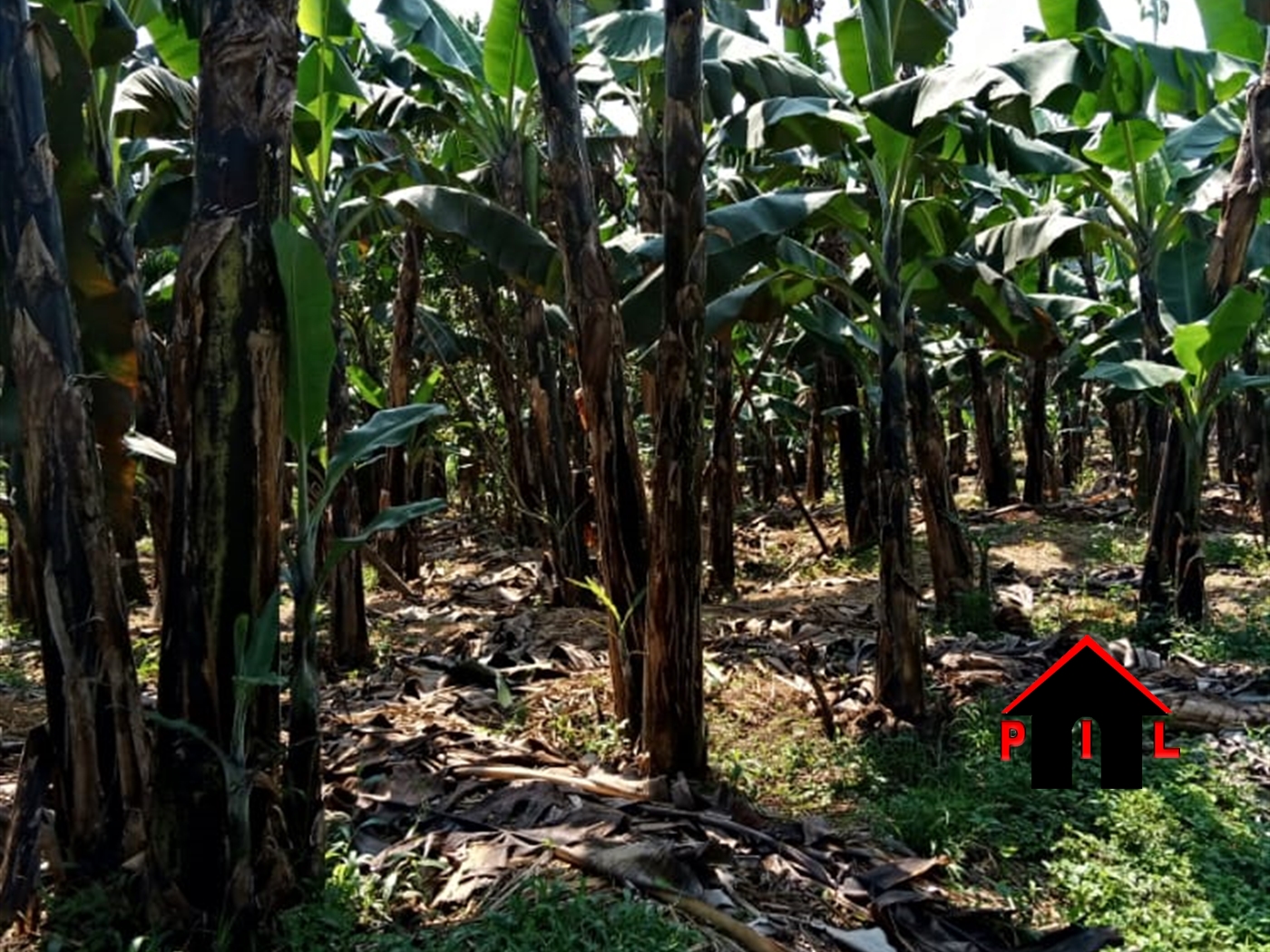 Agricultural Land for sale in Bombo Luweero