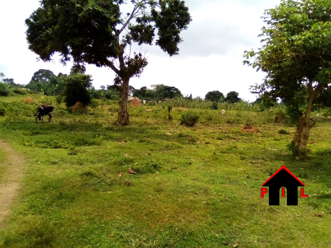 Agricultural Land for sale in kisoga Mukono Uganda, code ...