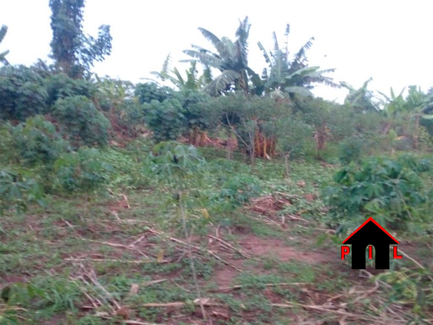 Agricultural Land for sale in Kabuule Mityana