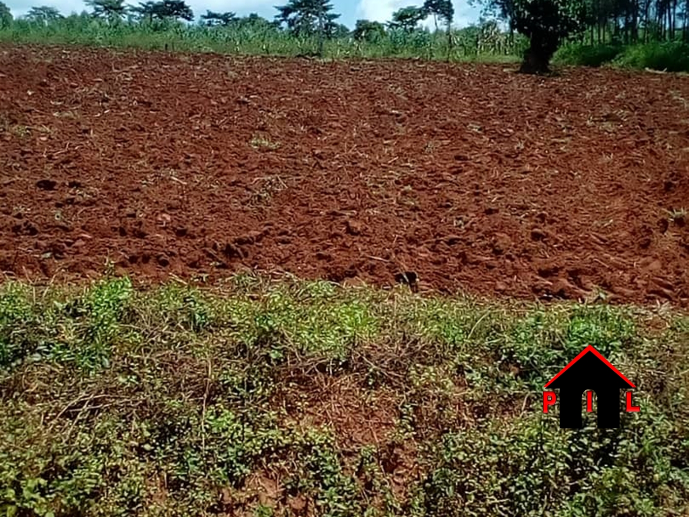 Agricultural Land for sale in Mityana1 Mityana