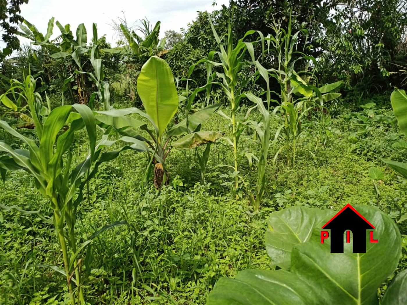 Agricultural Land for sale in Maddu Mubende