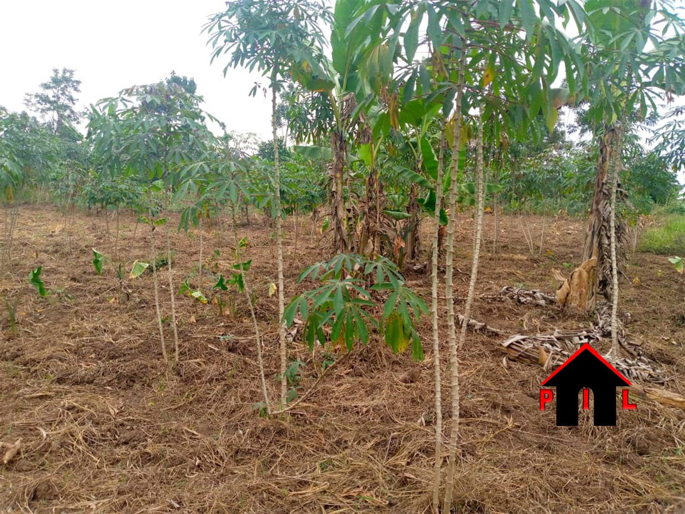 Agricultural Land for sale in Buyaga Kibaale