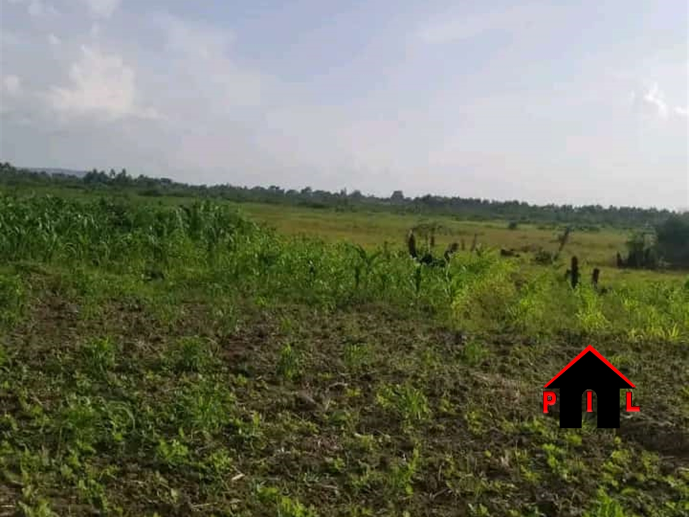 Agricultural Land for sale in Kakumilo Kibaale