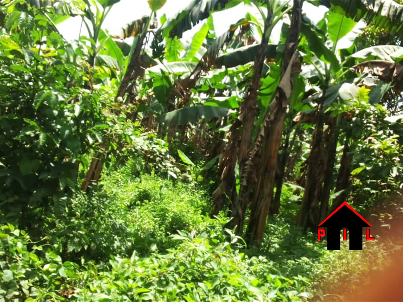 Agricultural Land for sale in Gayaza Wakiso