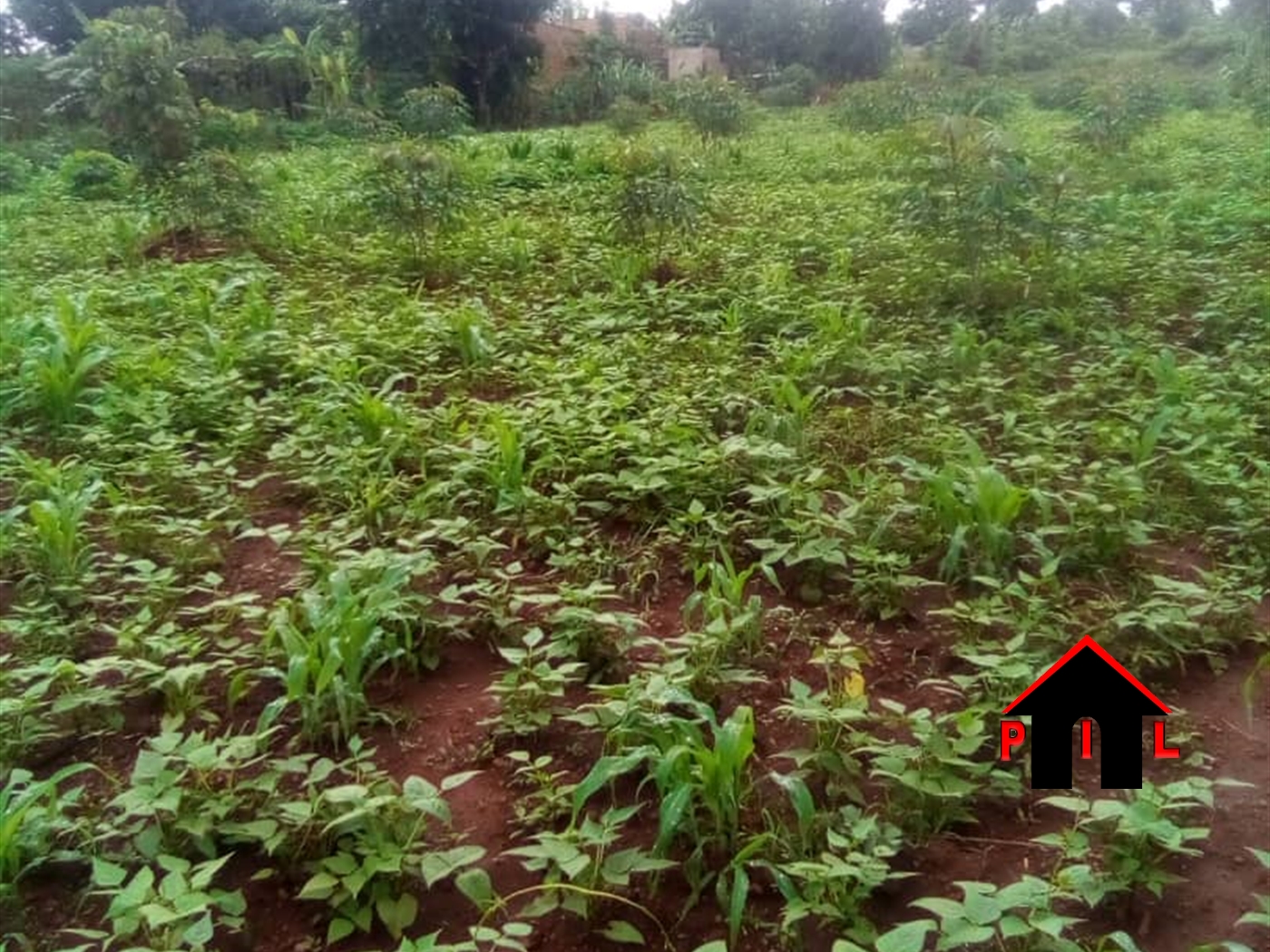 Agricultural Land for sale in Matugga Wakiso