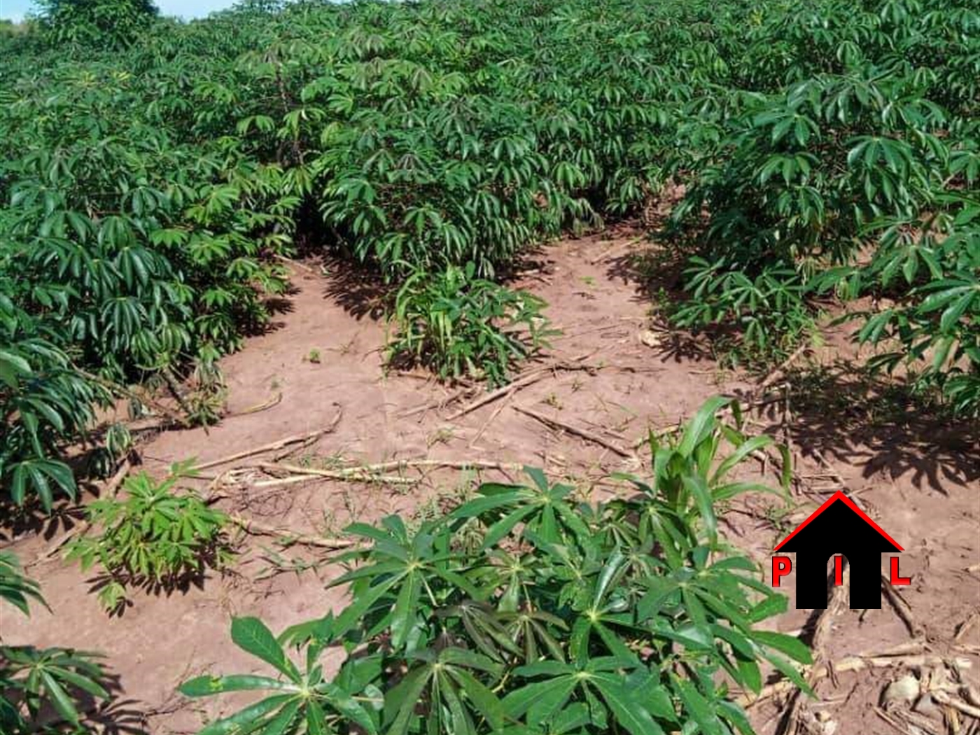 Agricultural Land for sale in Kakooge Nakasongola