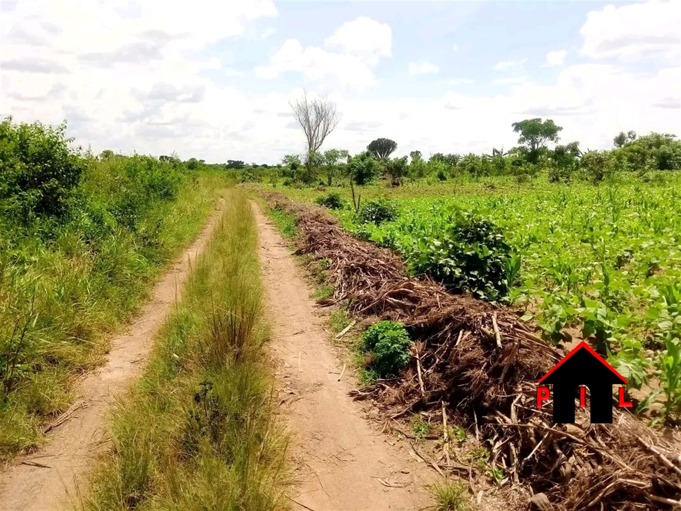 Farm for sale in Butuntumula Luweero