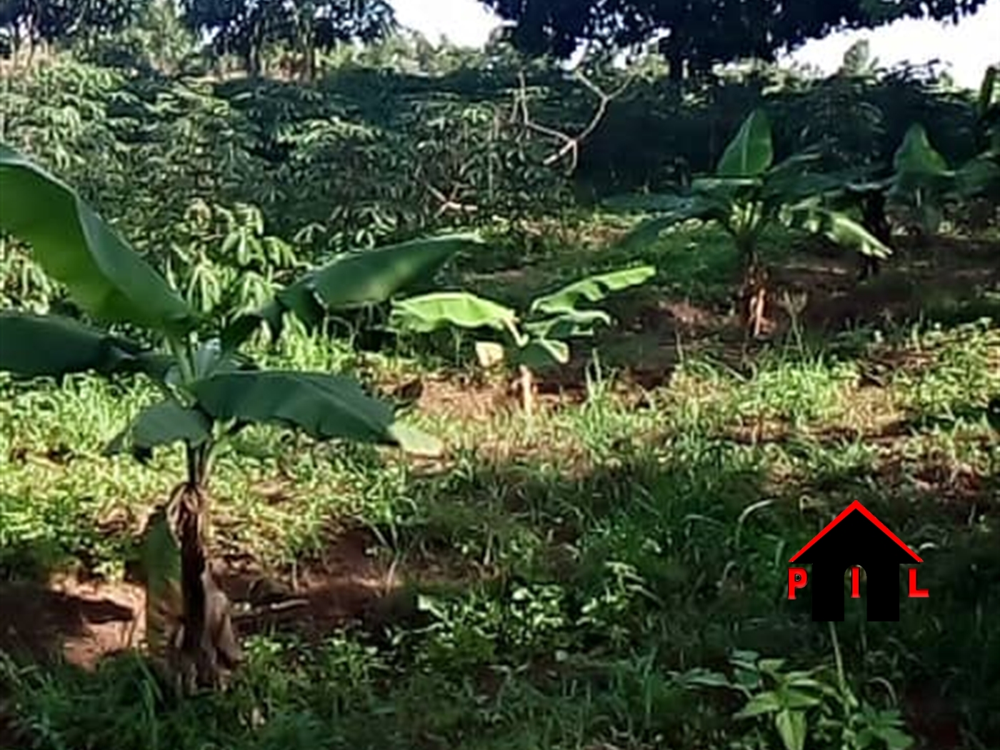 Commercial Land for sale in Lutembe Wakiso