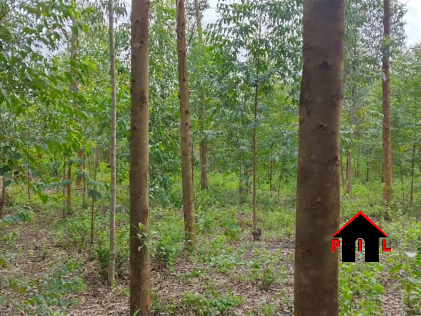 Commercial Land for sale in Bulema Kiboga