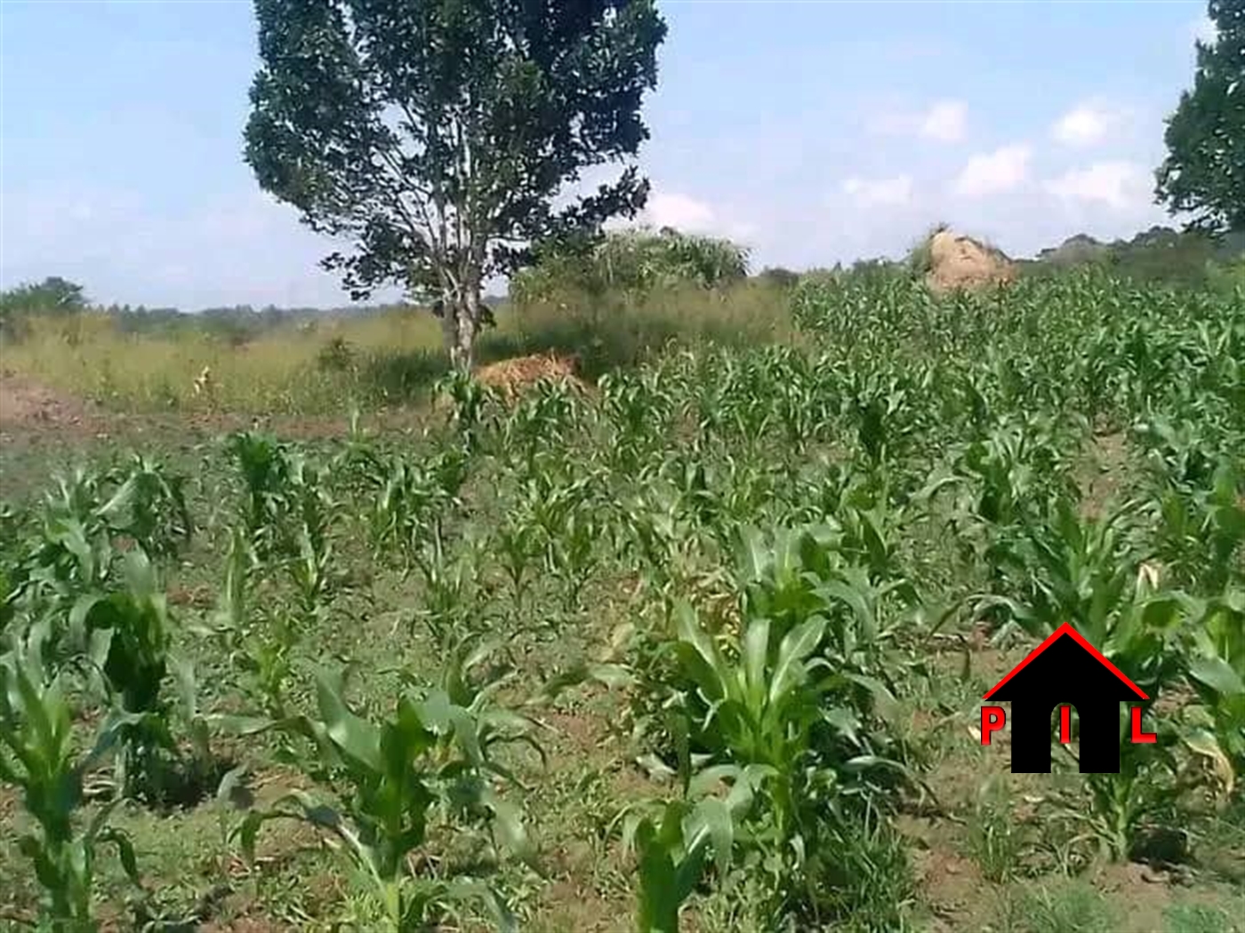 Commercial Land for sale in Nnalongo Luweero