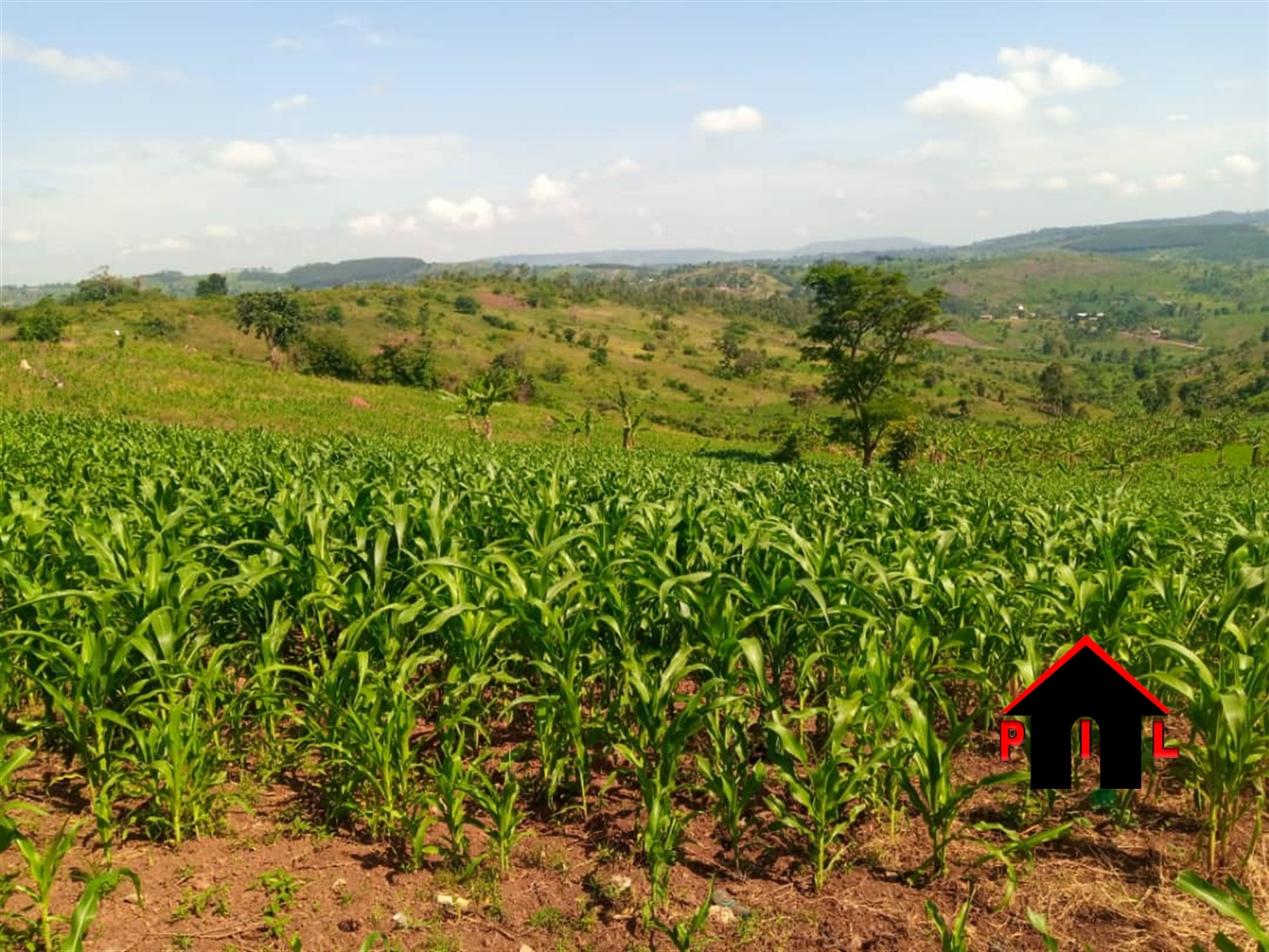 Commercial Land for sale in Zigoti Mityana