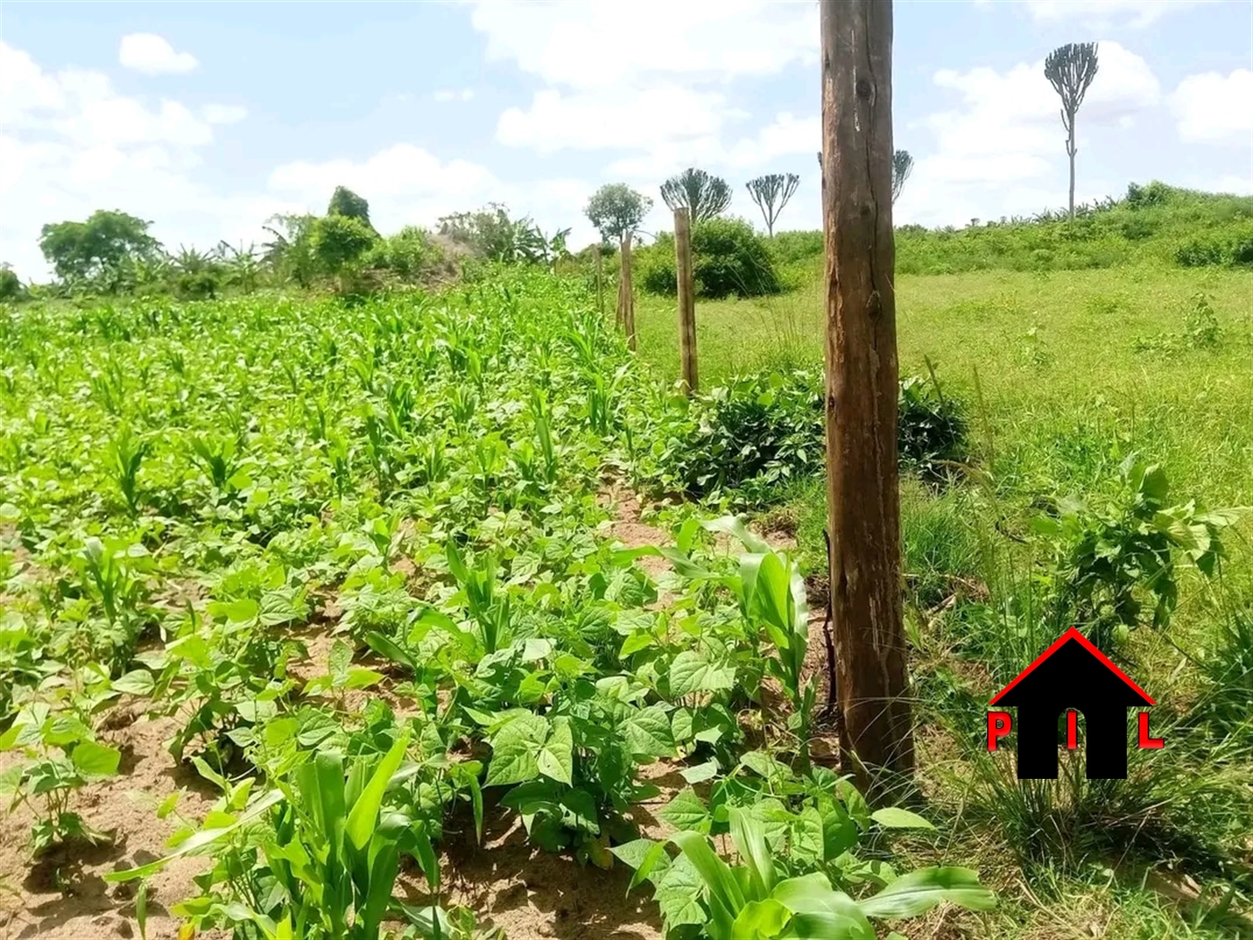 Commercial Land for sale in Butuntumula Luweero