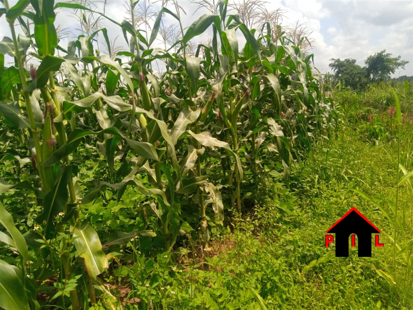 Residential Land for sale in Kavule Wakiso