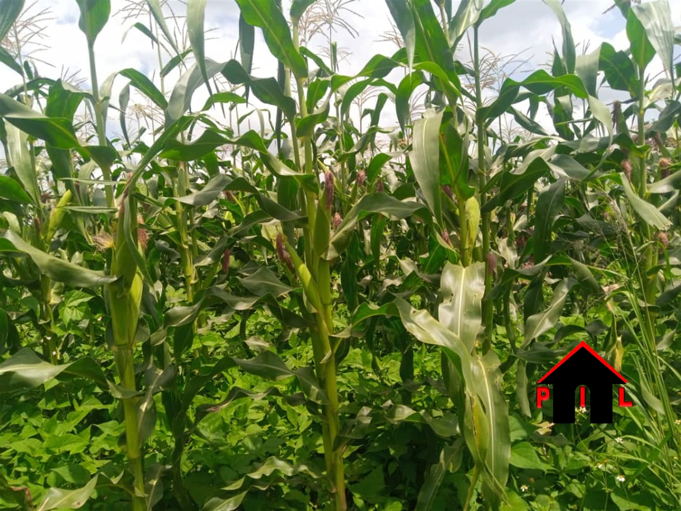 Residential Land for sale in Kavule Wakiso