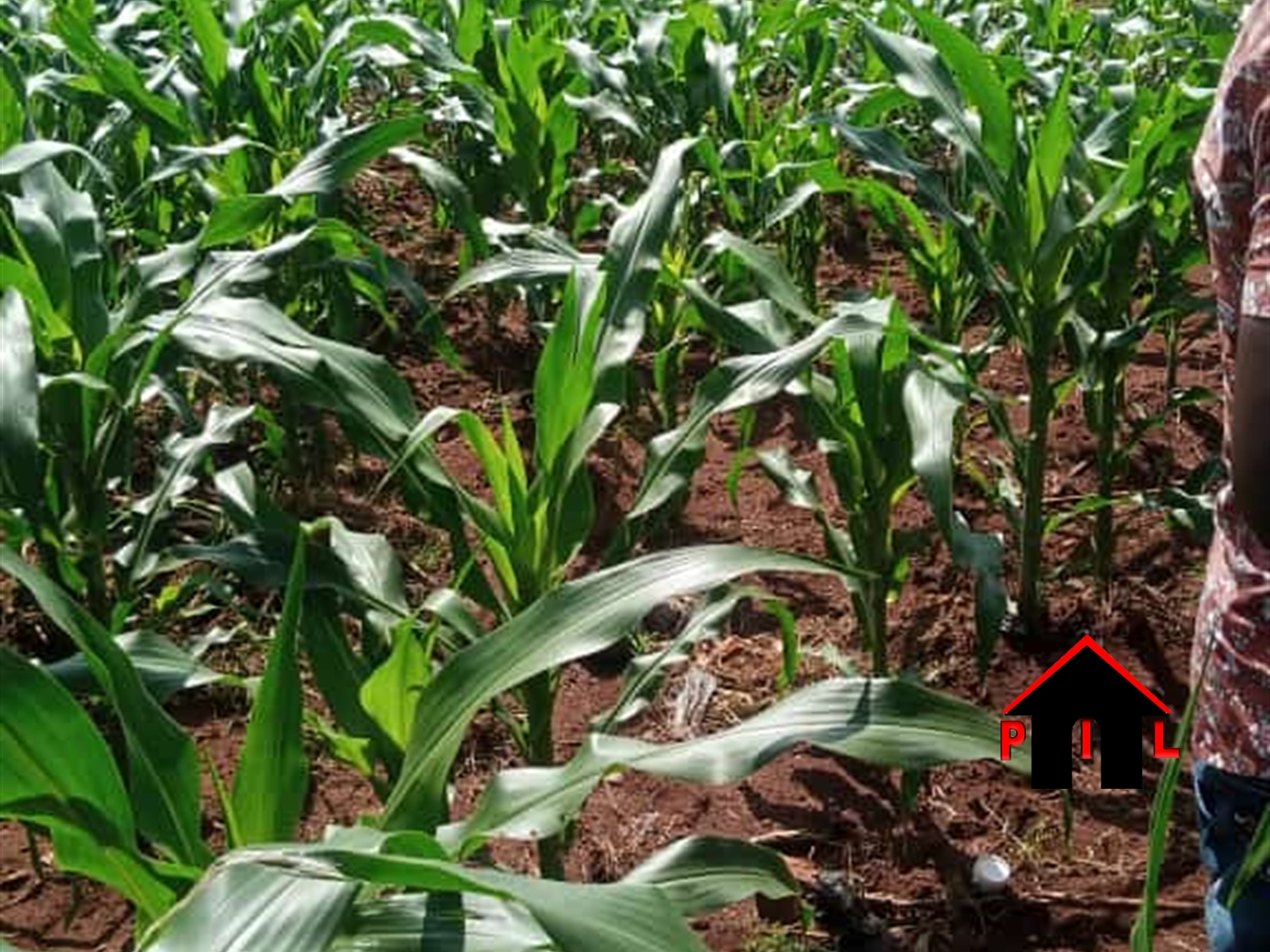 Agricultural Land for sale in Kakooge Nakasongola