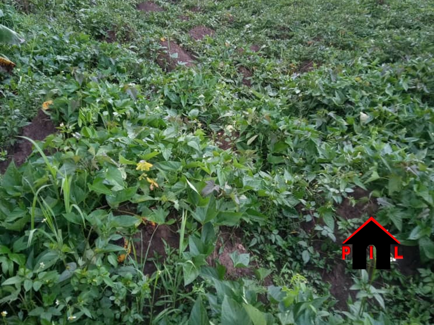 Agricultural Land for sale in Lwemwedde Kibaale