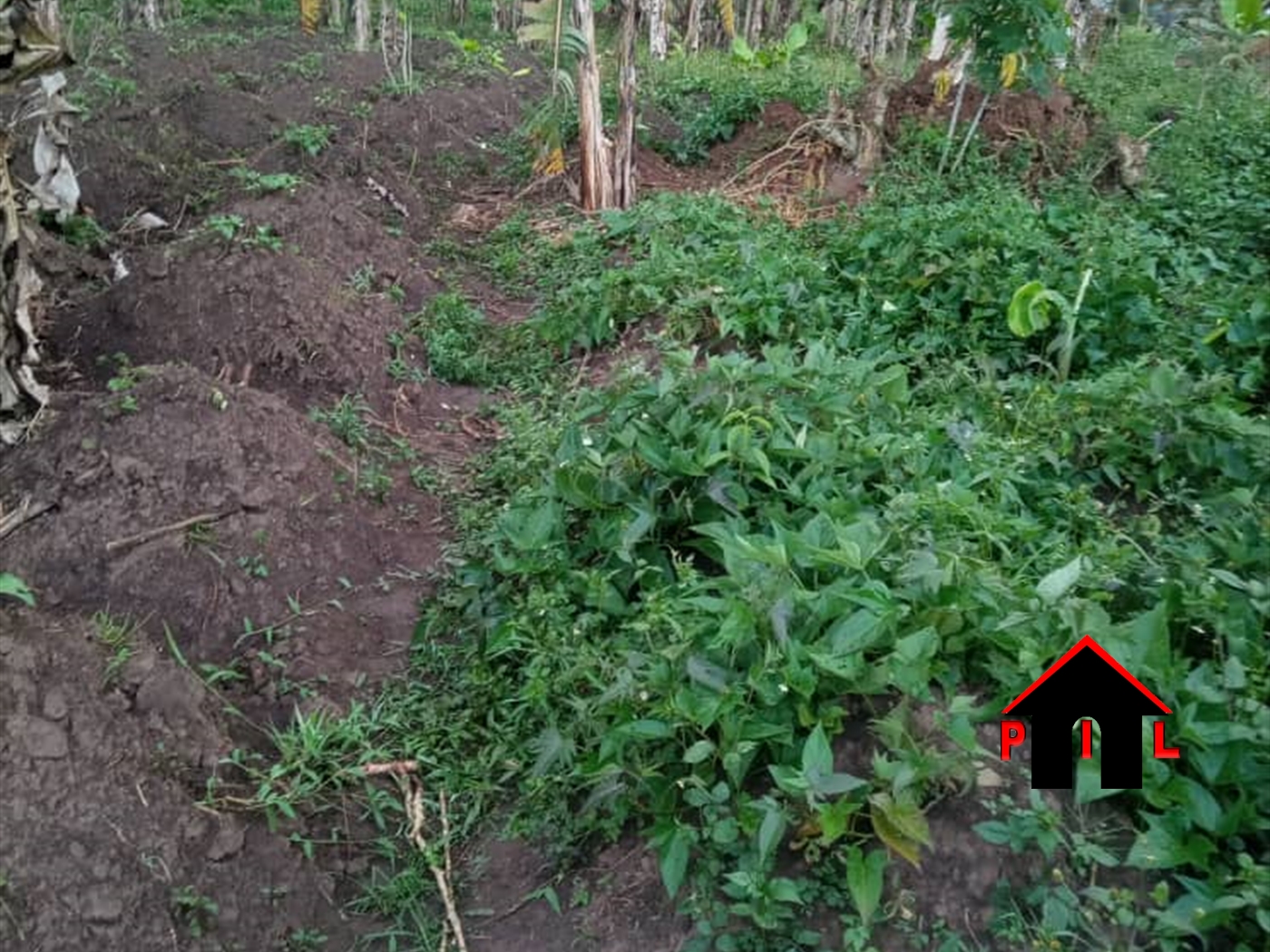 Agricultural Land for sale in Lwemwedde Kibaale