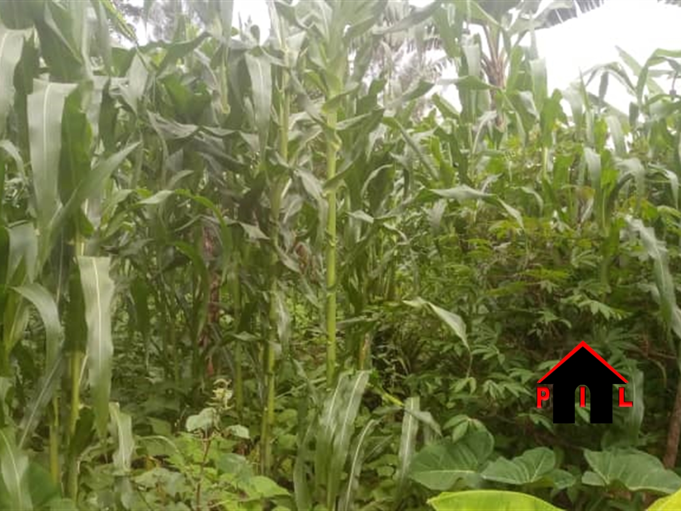 Residential Land for sale in Bukeelele Mukono