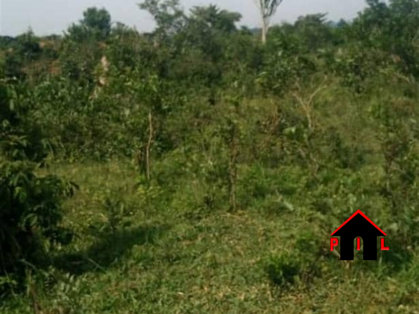 Commercial Land for sale in Ziloobwe Luweero