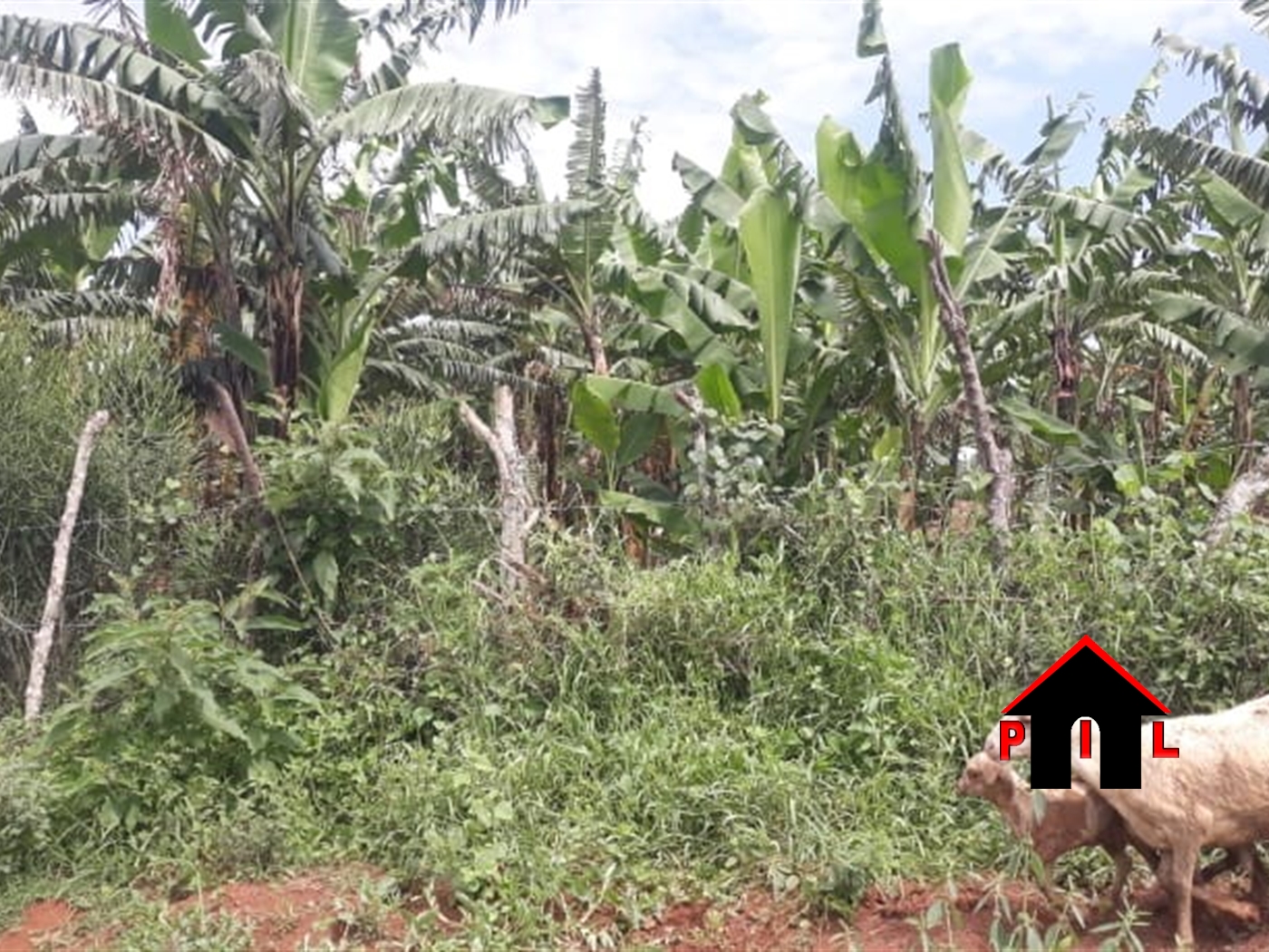 Agricultural Land for sale in Kagoma Lyantonde