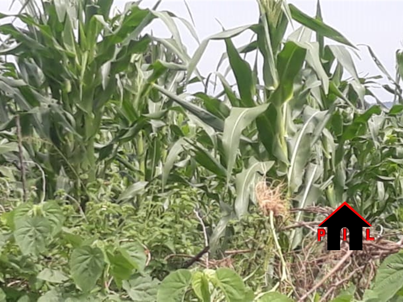 Agricultural Land for sale in Kagoma Lyantonde