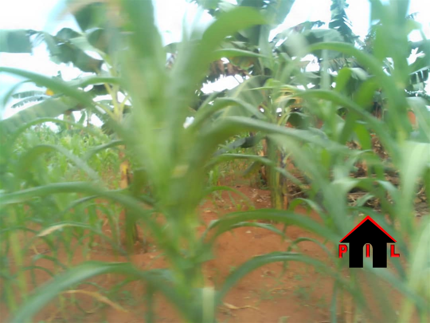 Agricultural Land for sale in Kakooge Nakasongola