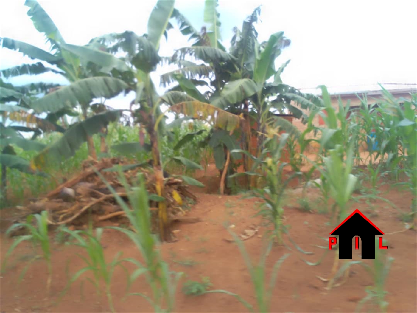 Agricultural Land for sale in Kakooge Nakasongola