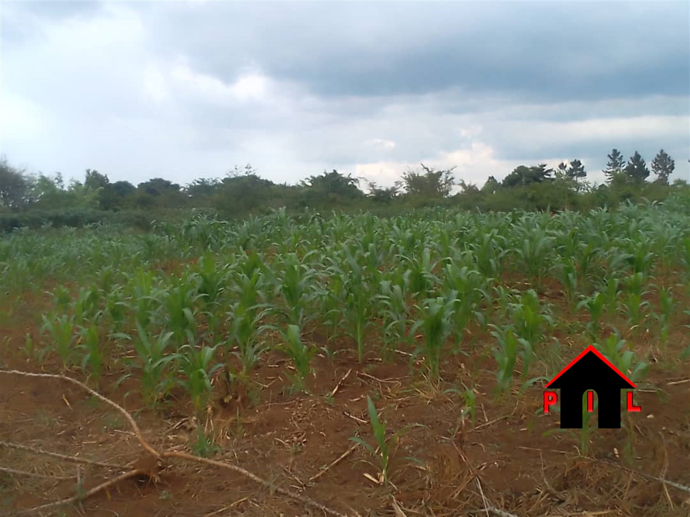 Agricultural Land for sale in Kakooge Nakasongola