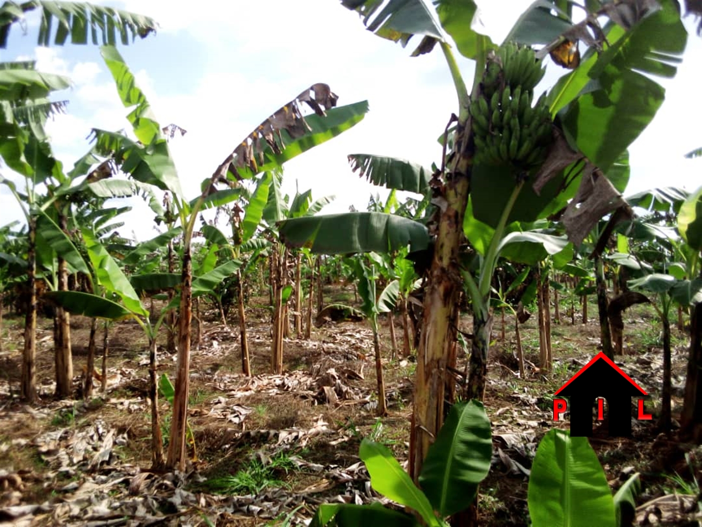 Agricultural Land for sale in Katabona Luweero