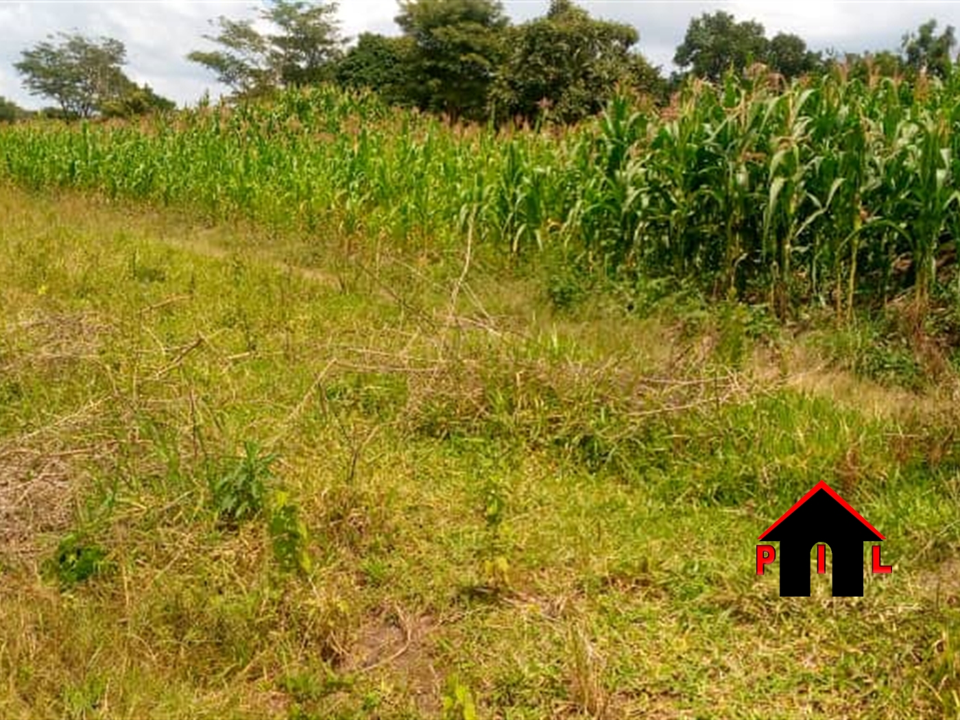 Agricultural Land for sale in Bbaale Kayunga