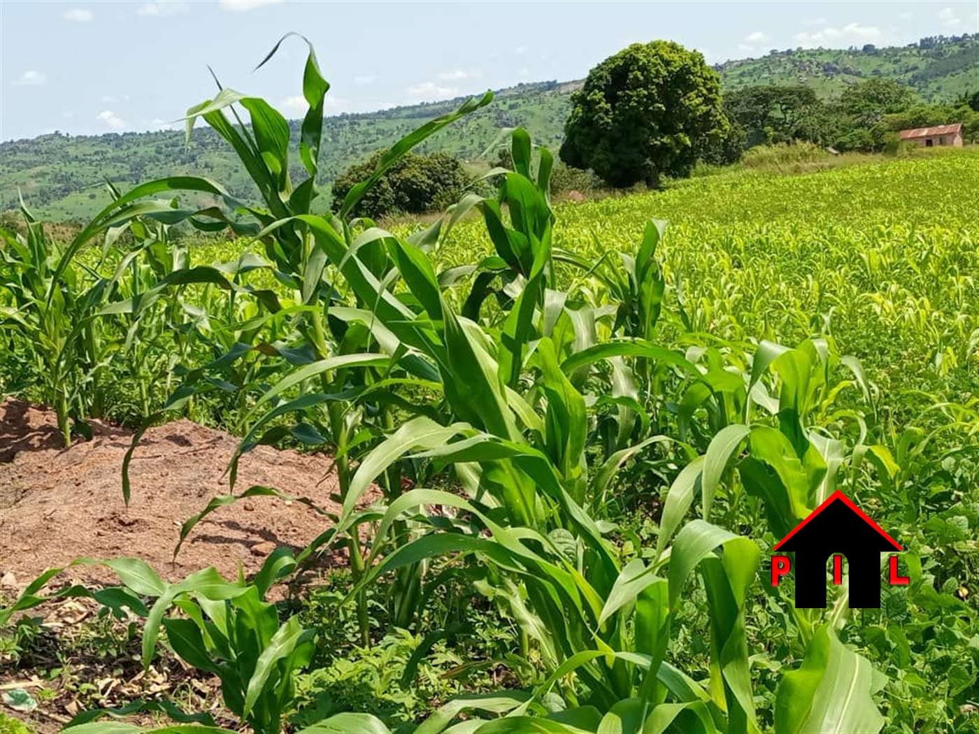 Agricultural Land for sale in Katungulu Mityana