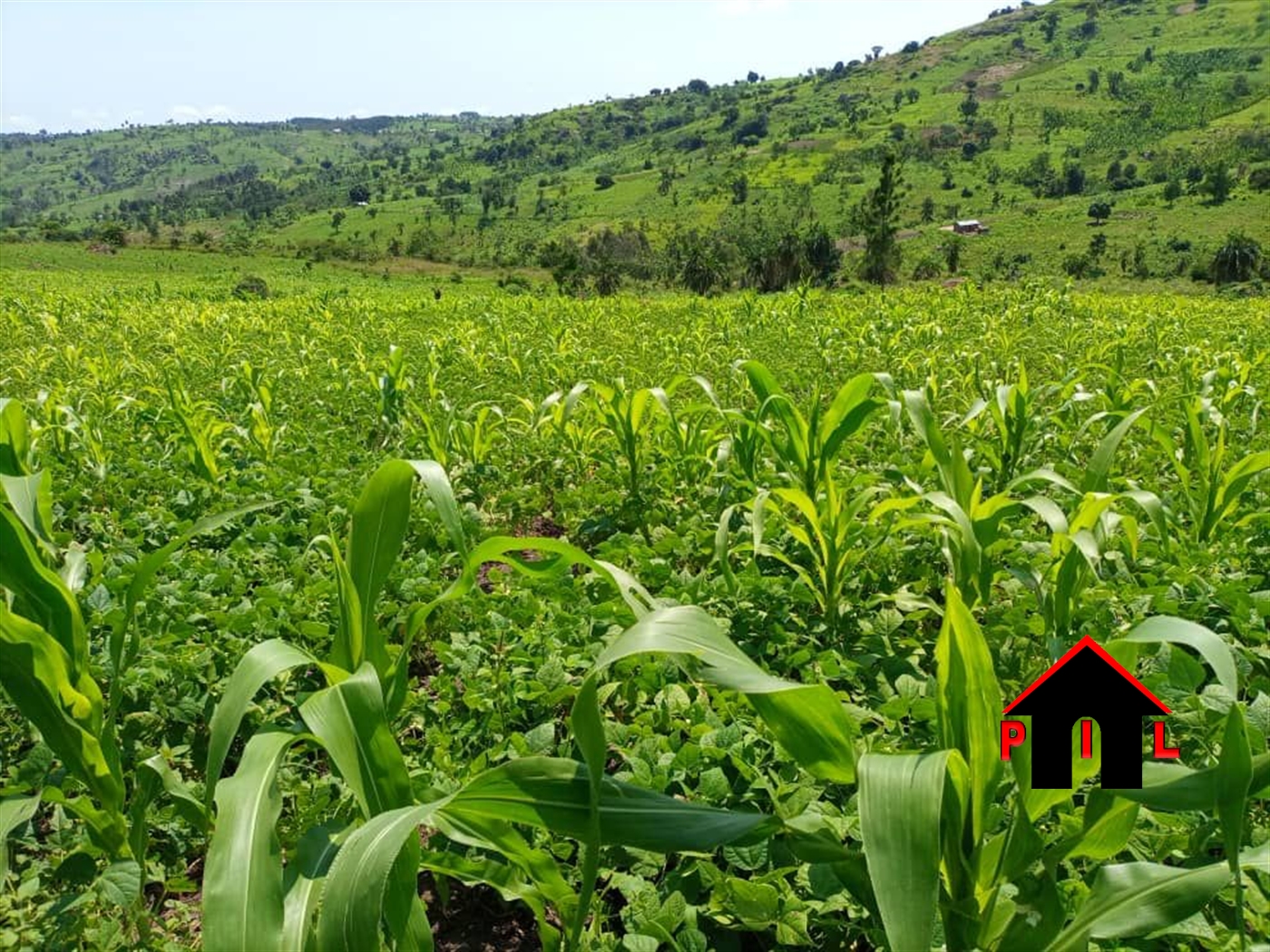 Agricultural Land for sale in Katungulu Mityana